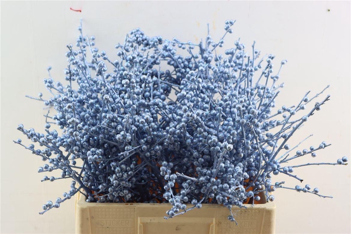 <h4>Ilex Klbh Gl Ijsblauw Stem</h4>