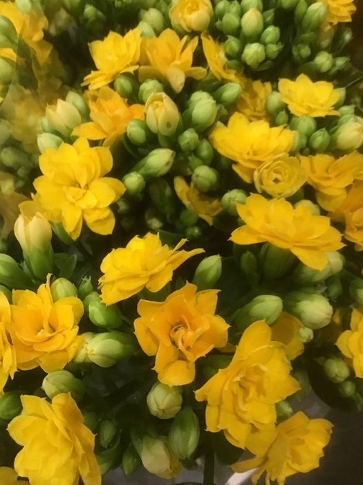 KAL BLAZI YEL MEADOW ANGEBOT