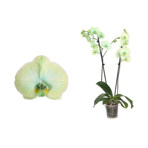 Phal I Am Green 2T18+ Lang