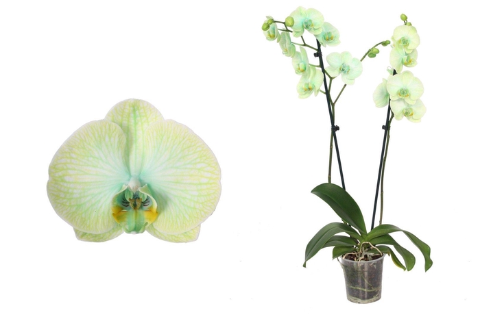 <h4>Phal I Am Green 2T18+ Lang</h4>