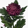 Chrys bl bigoudi purple