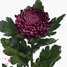 Chrys bl bigoudi purple