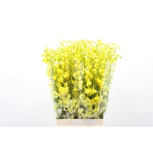 Delph En Be An White Yellow Dyed