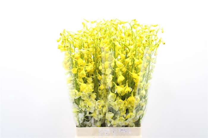 <h4>Delph En Be An White Yellow Dyed</h4>