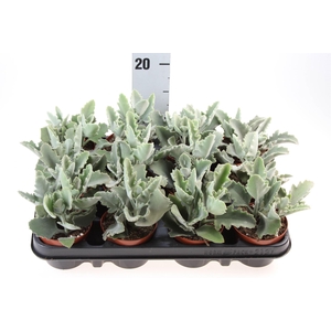Kalanchoe NF beharensis