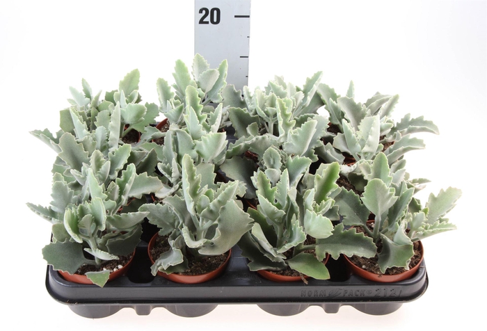 <h4>Kalanchoe NF beharensis</h4>