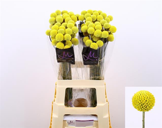 CRASPEDIA PAINT POP