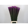 Liatris Callilepis