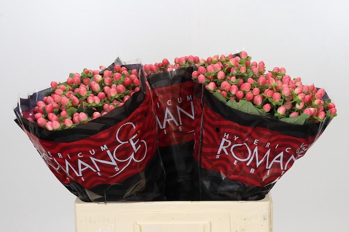 <h4>Hypericum Sweet Romance</h4>