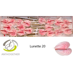 ANTH A LUNETTE