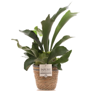 Platycerium Bif. in P&PURE Basket 6