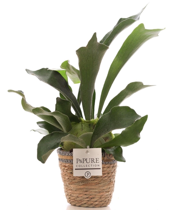 <h4>Platycerium Bif. in P&PURE Basket 6</h4>