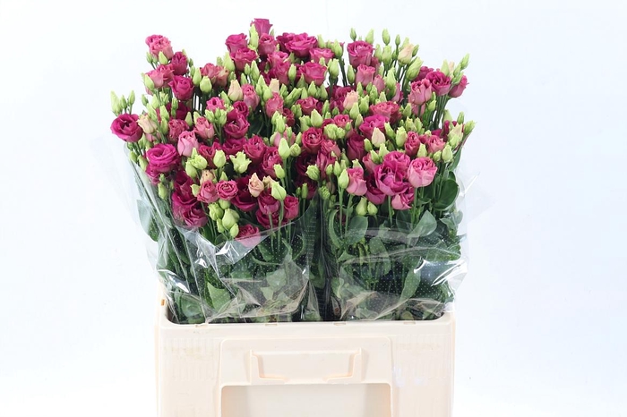 <h4>Eus G Arosa Red</h4>