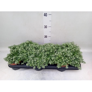 Helichrysum mic. 'Silver Mist'