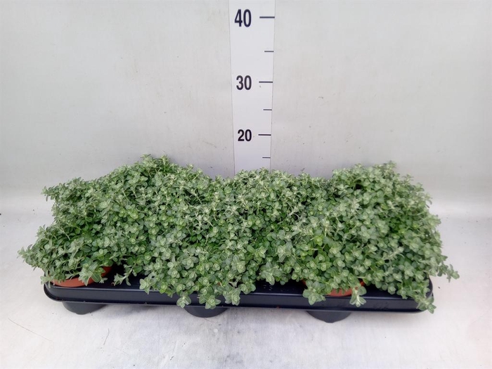 <h4>Helichrysum mic. 'Silver Mist'</h4>