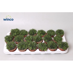 Haworthia Reticulata