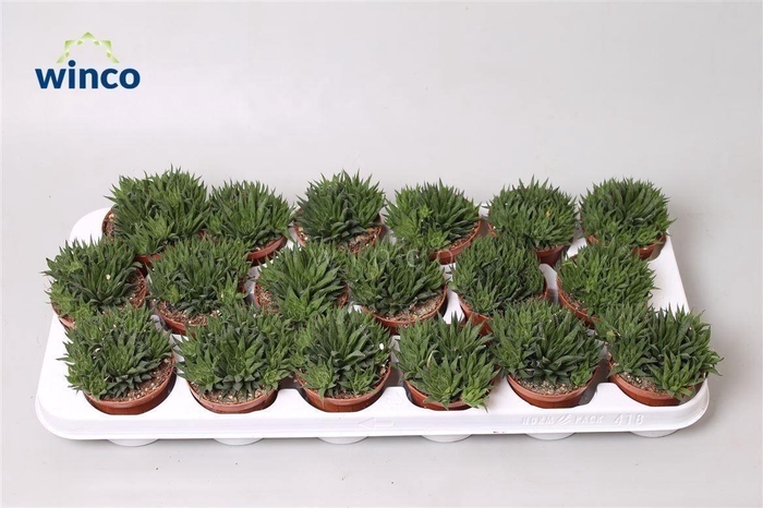 Haworthia Reticulata