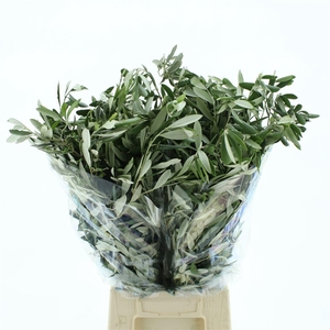 OLEA EUROPAEA BS