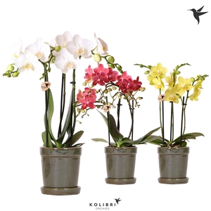 Kolibri Orchids Phalaenopsis mix 3 spike in Flower pot green