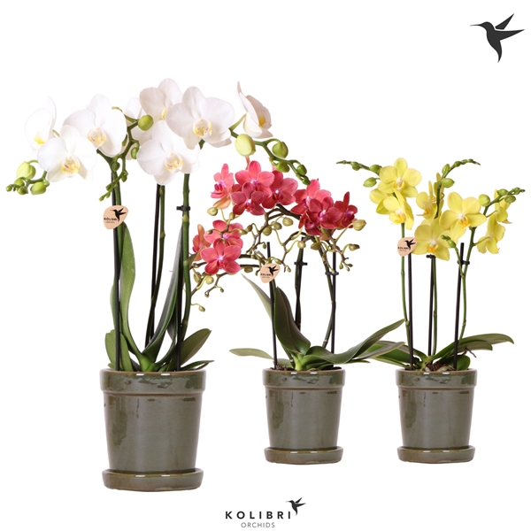 <h4>Kolibri Orchids Phalaenopsis mix 3 spike in Flower pot green</h4>