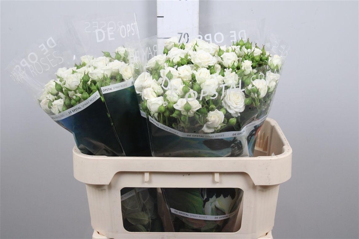 <h4>R Tr White Lady</h4>