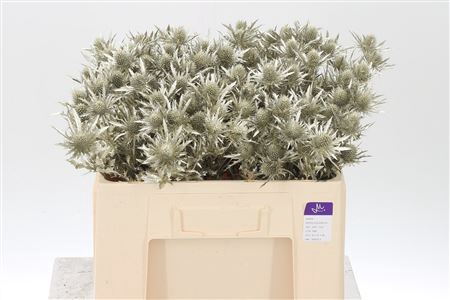 <h4>Eryngium Dyed Platina</h4>