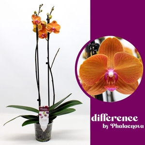 Phalaenopsis overig oranje (meerder
