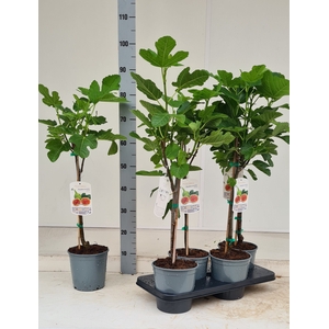 FICUS CARICA