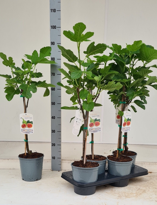 <h4>FICUS CARICA</h4>