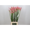 Nerine Flugel