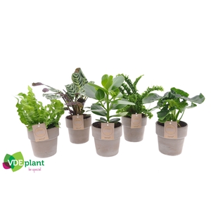 Intenz mix in Terracotta