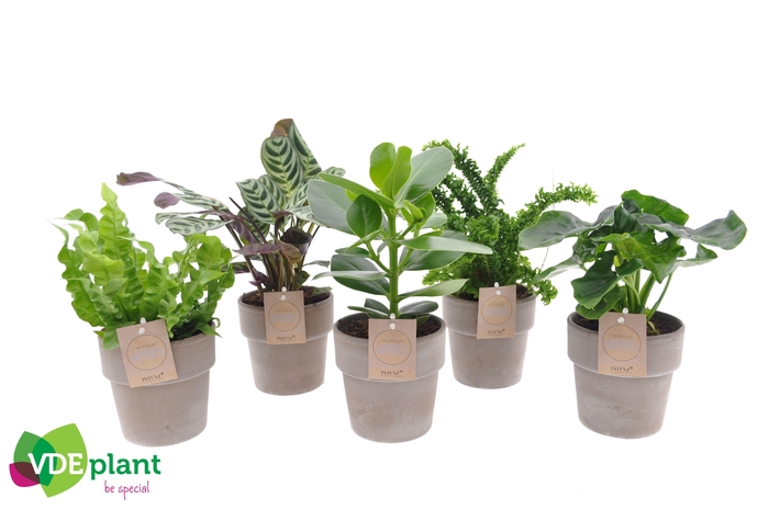 <h4>Intenz mix in Terracotta</h4>