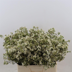 Chamelaucium Jupiter Moon