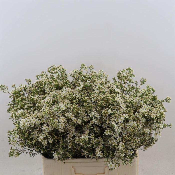 <h4>Chamelaucium Jupiter Moon</h4>