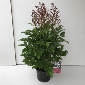 Astilbe roze