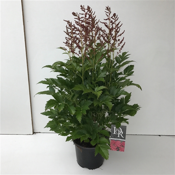 <h4>Astilbe roze</h4>