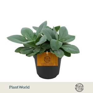 Senecio Cephalophorus 10,5cm