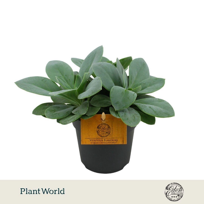 <h4>Senecio Cephalophorus 10,5cm</h4>