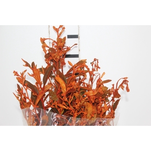 DEDO DE ANJO LARANJA