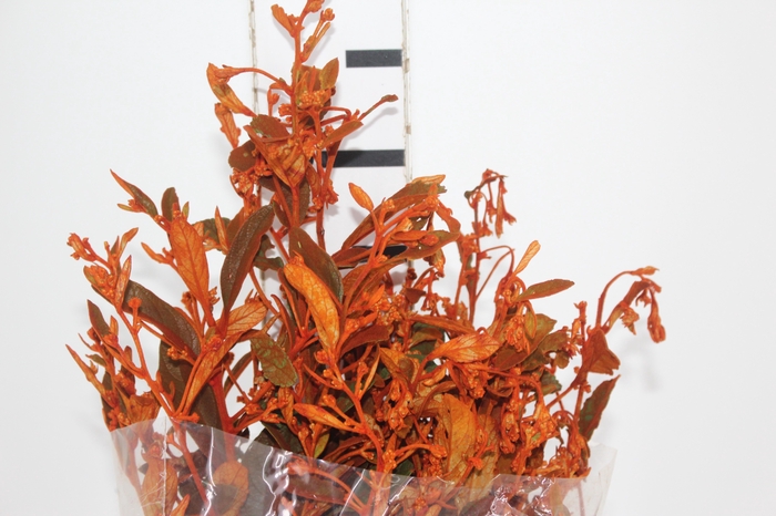 <h4>DEDO DE ANJO LARANJA</h4>