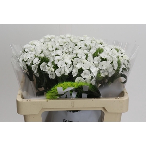 Dianthus Br Kiwi Bunny XXL