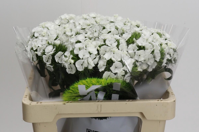 <h4>Dianthus Br Kiwi Bunny XXL</h4>