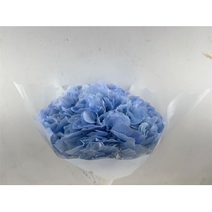 Pres Hydrangea Lavender Xl 30cm P Bunch