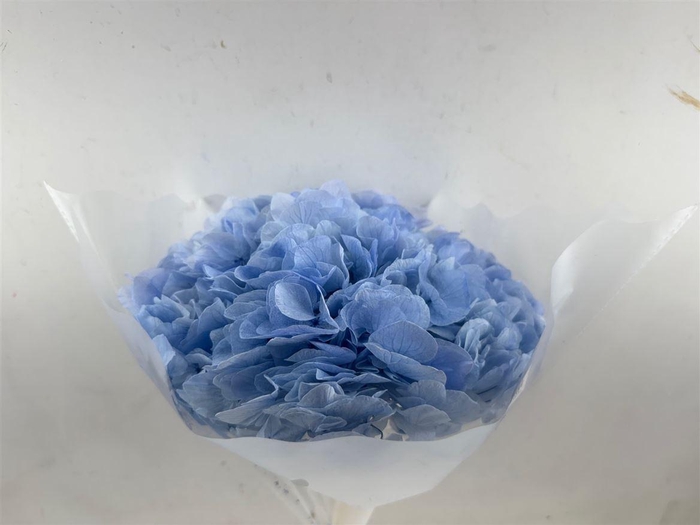 <h4>Pres Hydrangea Lavender Xl 30cm P Bunch</h4>