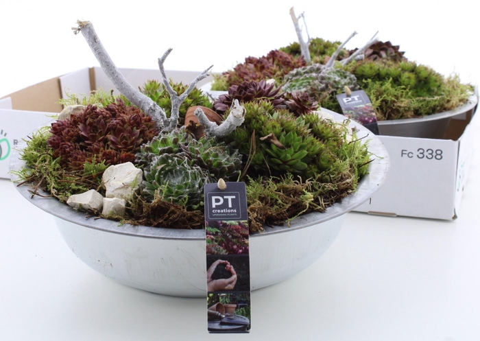 <h4>ARR SEMPERVIVUM</h4>