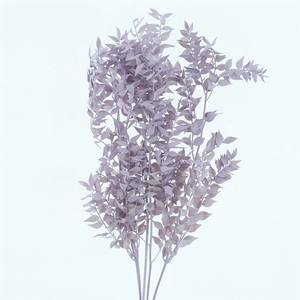 Pres Ruscus Bleached Pastel Lavendel Per Stem