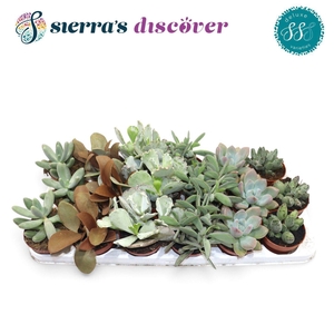 Discover® - Sevilla Succulents Mix (Deluxe)