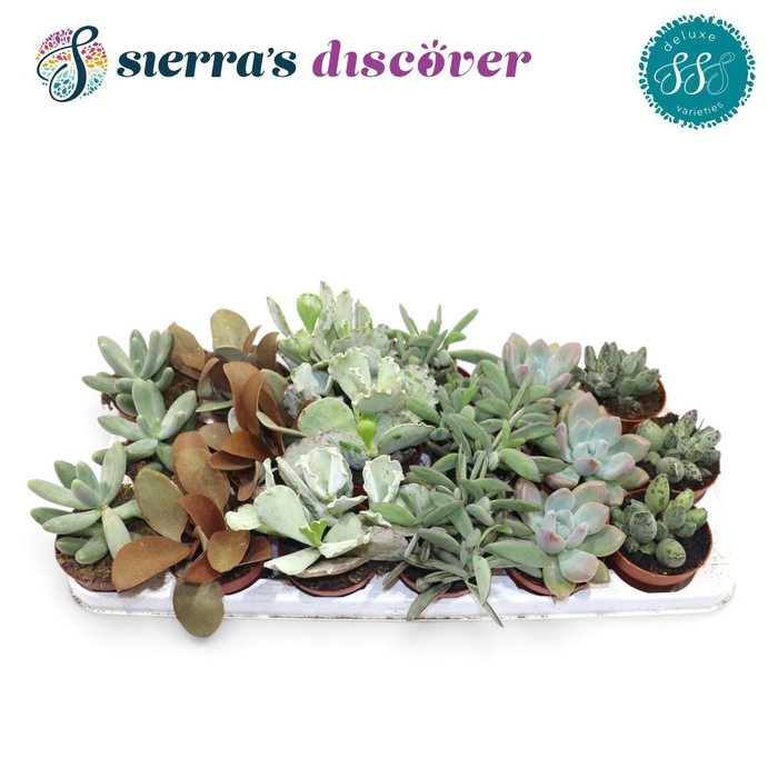 <h4>Discover® - Sevilla Succulents Mix (Deluxe)</h4>