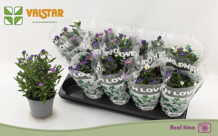 <h4>ASTER NB OV</h4>