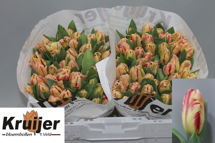 <h4>TU PA FLAMING ART</h4>